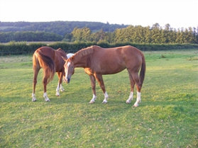 horses