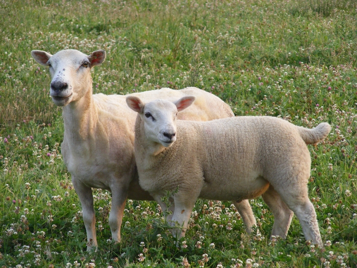 lamb