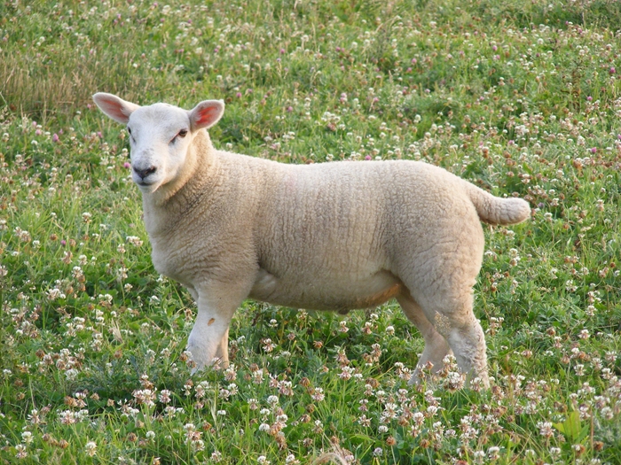 lambs
