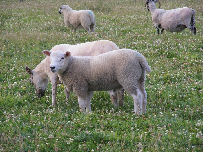texel lamb