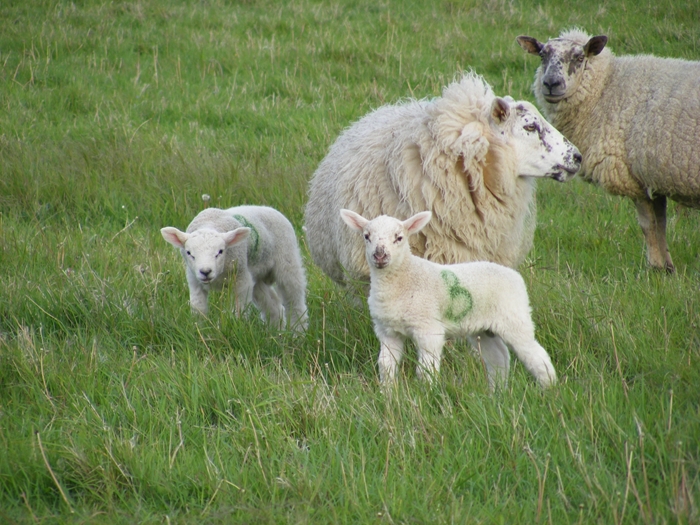 twin lamb