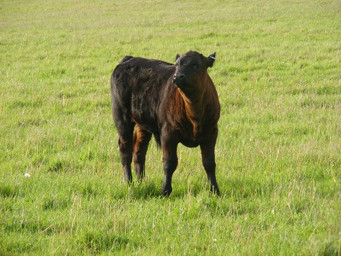 calf
